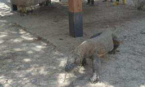 Labuan bajo komodo 4 hari 3 malam