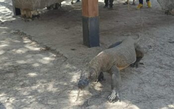 Labuan bajo komodo 4 hari 3 malam