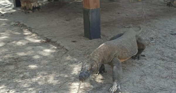 Labuan bajo komodo 4 hari 3 malam