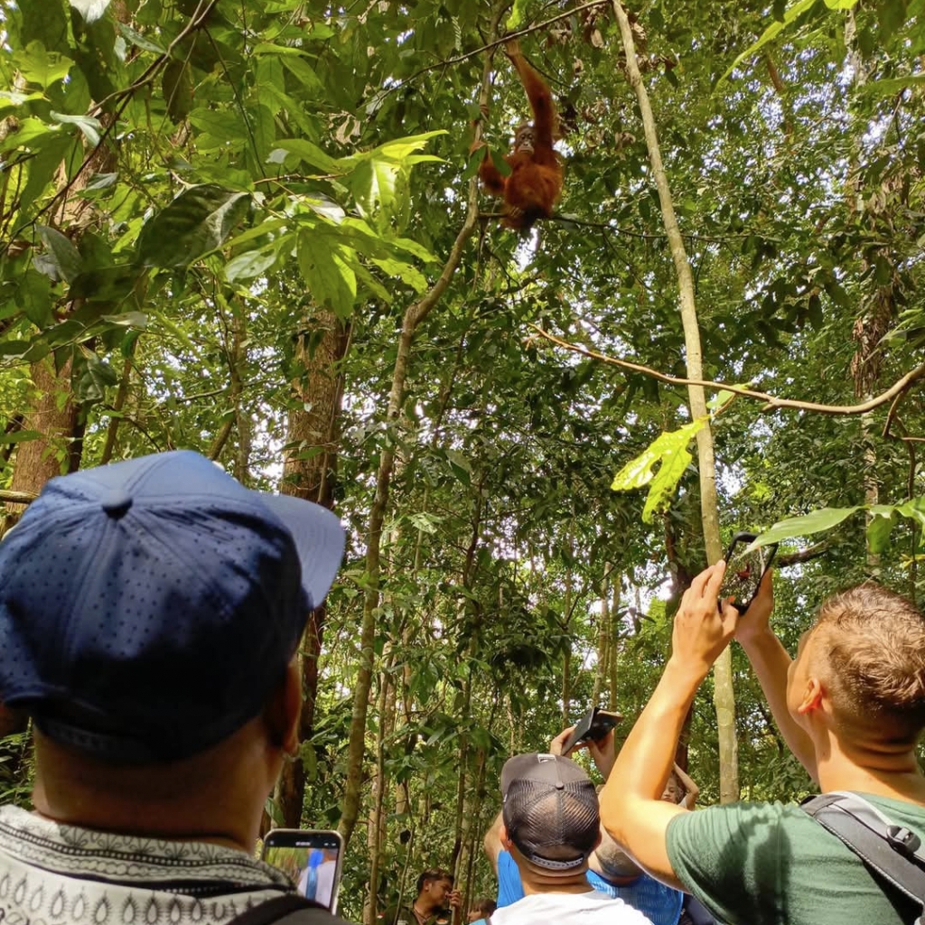 bukit lawang orangutan trekking