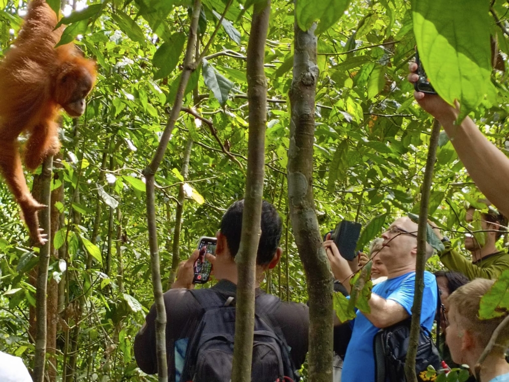bukit lawang orangutan trekking 2 days 1 night