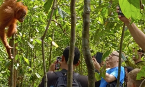 bukit lawang orangutan trekking 2 days 1 night