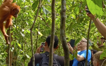 bukit lawang orangutan trekking 2 days 1 night
