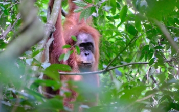 Bukit Lawang Orangutan Trekking 1 Day